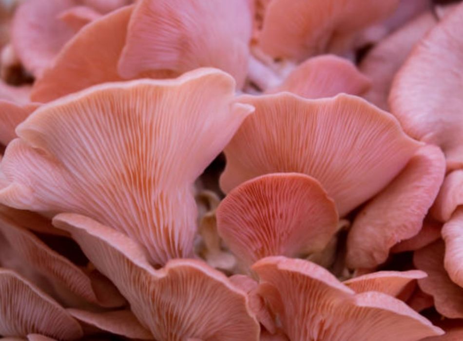 Pleurotus Djamor: le quote rosa di NaturNext!